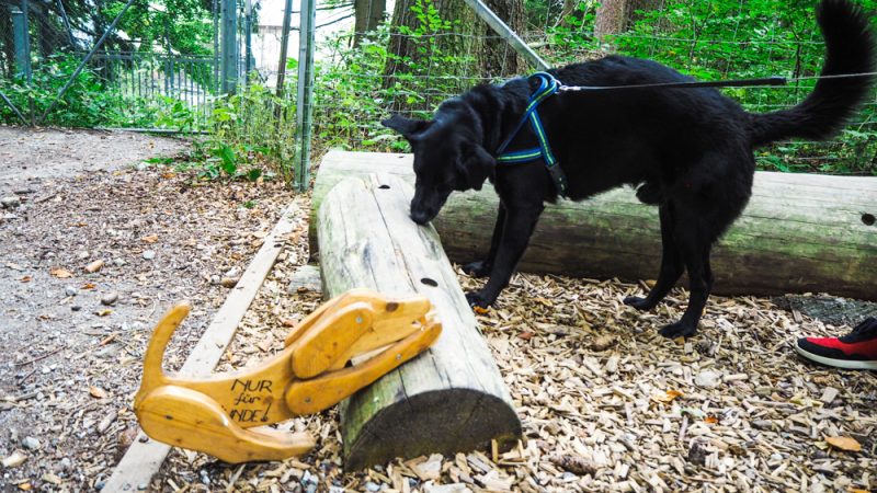 Bärenwald Arbesbach Waldviertel Mit Hund Ausflugsziel Web  17