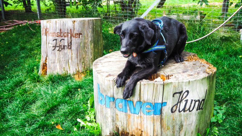 Bärenwald Arbesbach Waldviertel Mit Hund Ausflugsziel Web  42