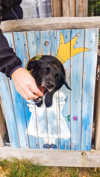 Bärenwald Arbesbach Waldviertel Mit Hund Ausflugsziel Web  47