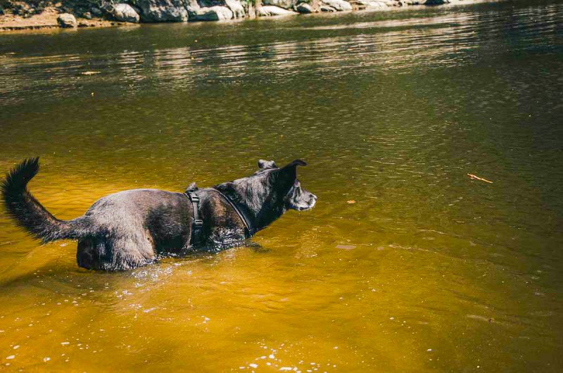 badender hund beim wandern ottensteiner stausee