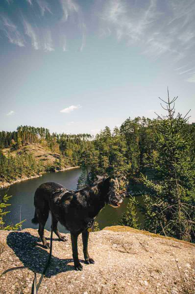 hund am ottensteiner stausee