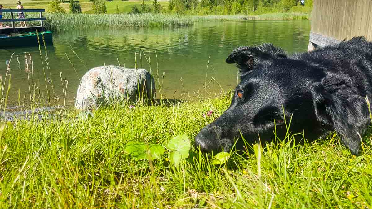 camping weissensee mit hund müller kärnten