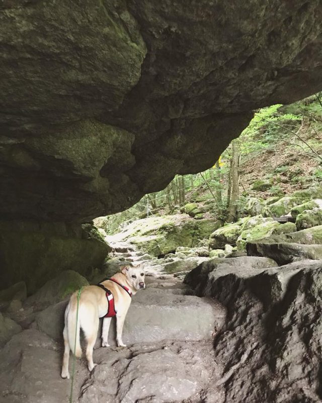 Stiller stein klamm hund