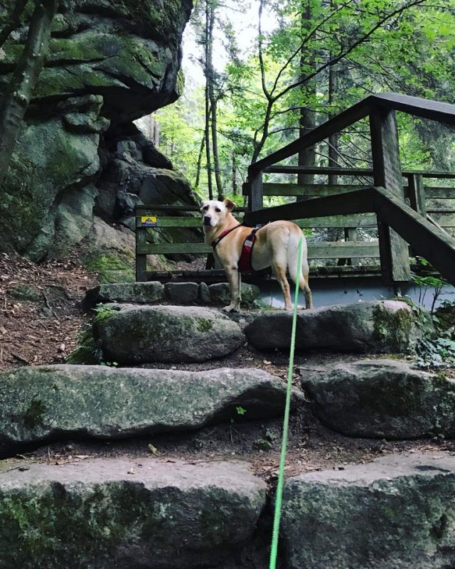 hund stiegen klamm