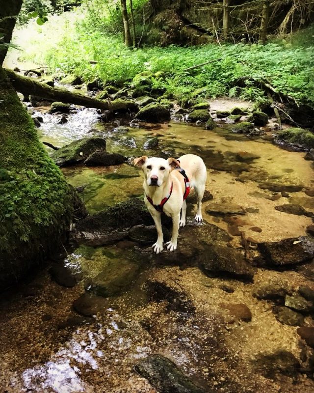 Gießenbach Hund