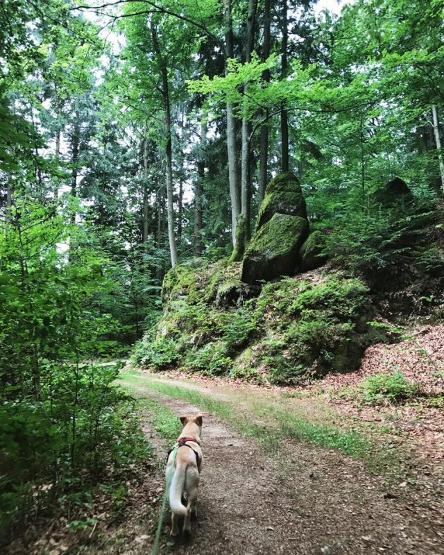 waldweg stillensteinklamm