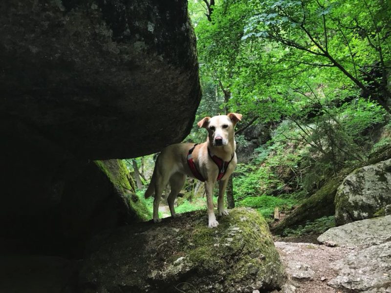 Stillensteinklamm dunkel hund