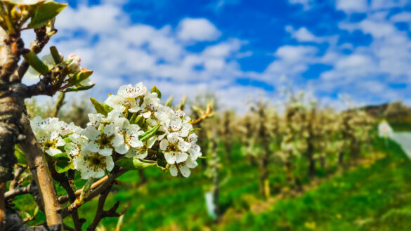 Birnbäume Retter Oststeiermark