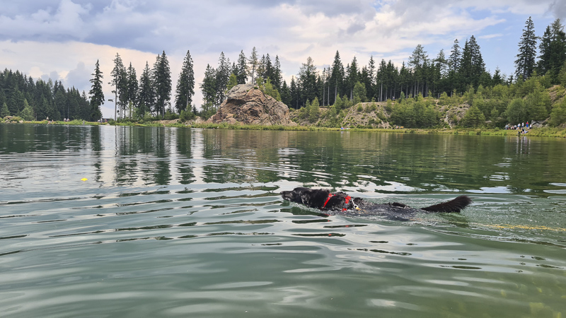 hebalmsee mit hund im sommer