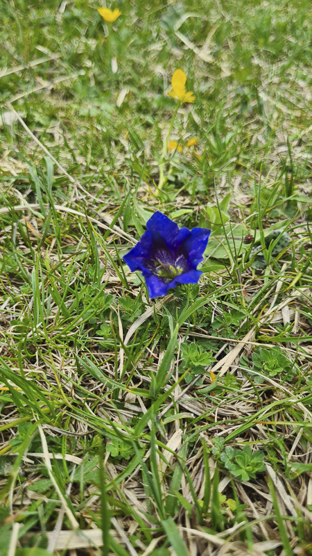 blume nationalpark hohe tauern