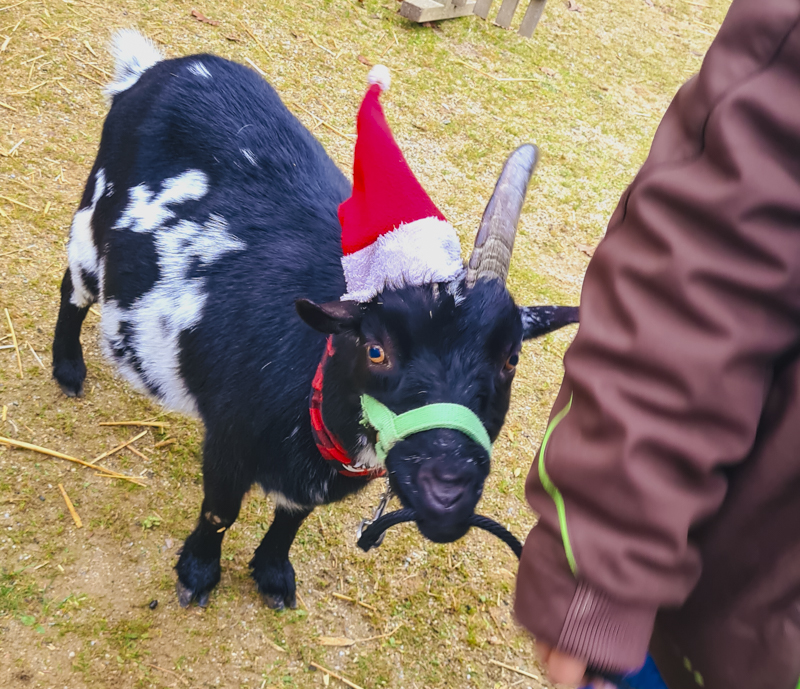 Ziegenwichtel Kittenberger Advent