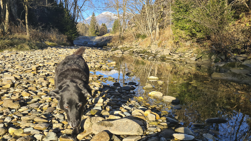 chalet moserhof direkt am fluss mölltal kärnten mit hund