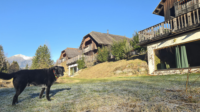 hund am landgut moserhof in kärnten