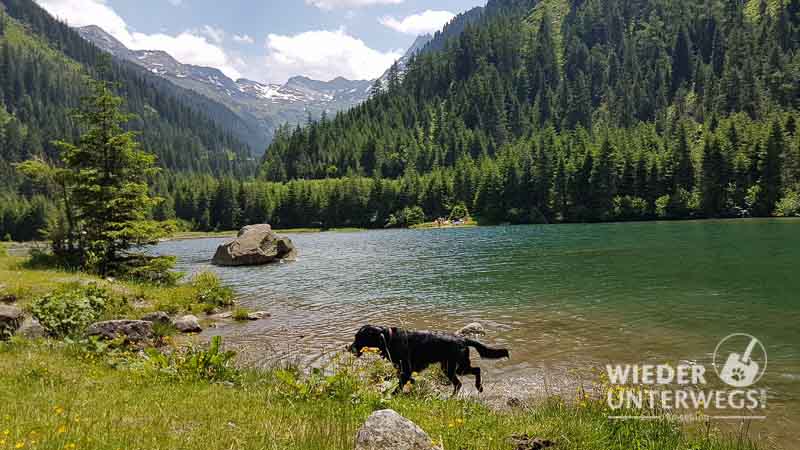 Camping mit Hund in Österreich Die hundefreundlichsten Campingplätze